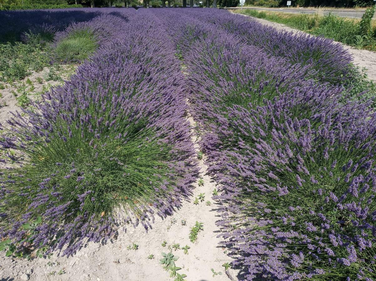 Le Mas De La Jardine Velleron Esterno foto